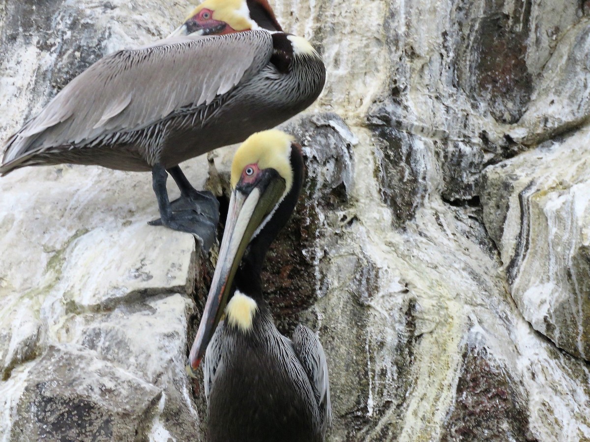 Brown Pelican - Gord Dubois