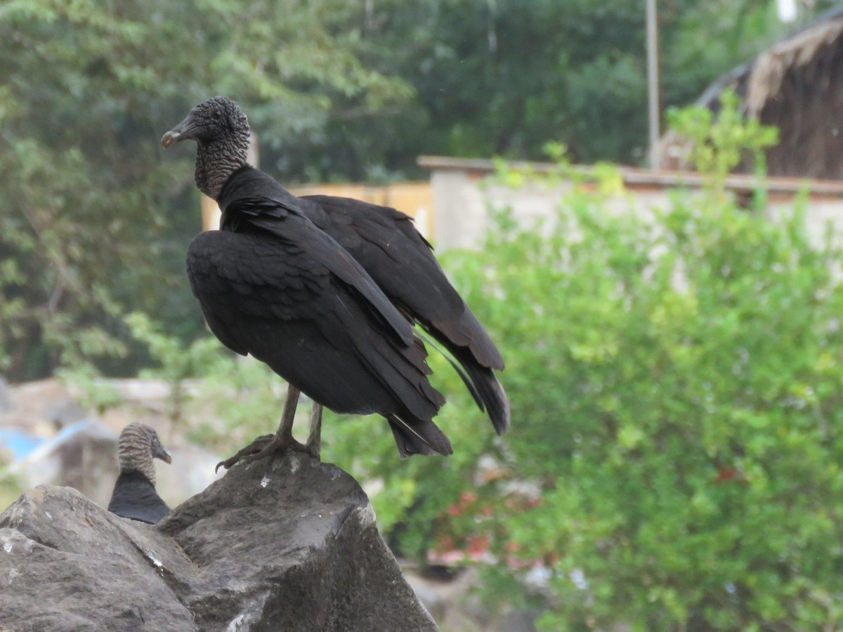 Black Vulture - ML133835981