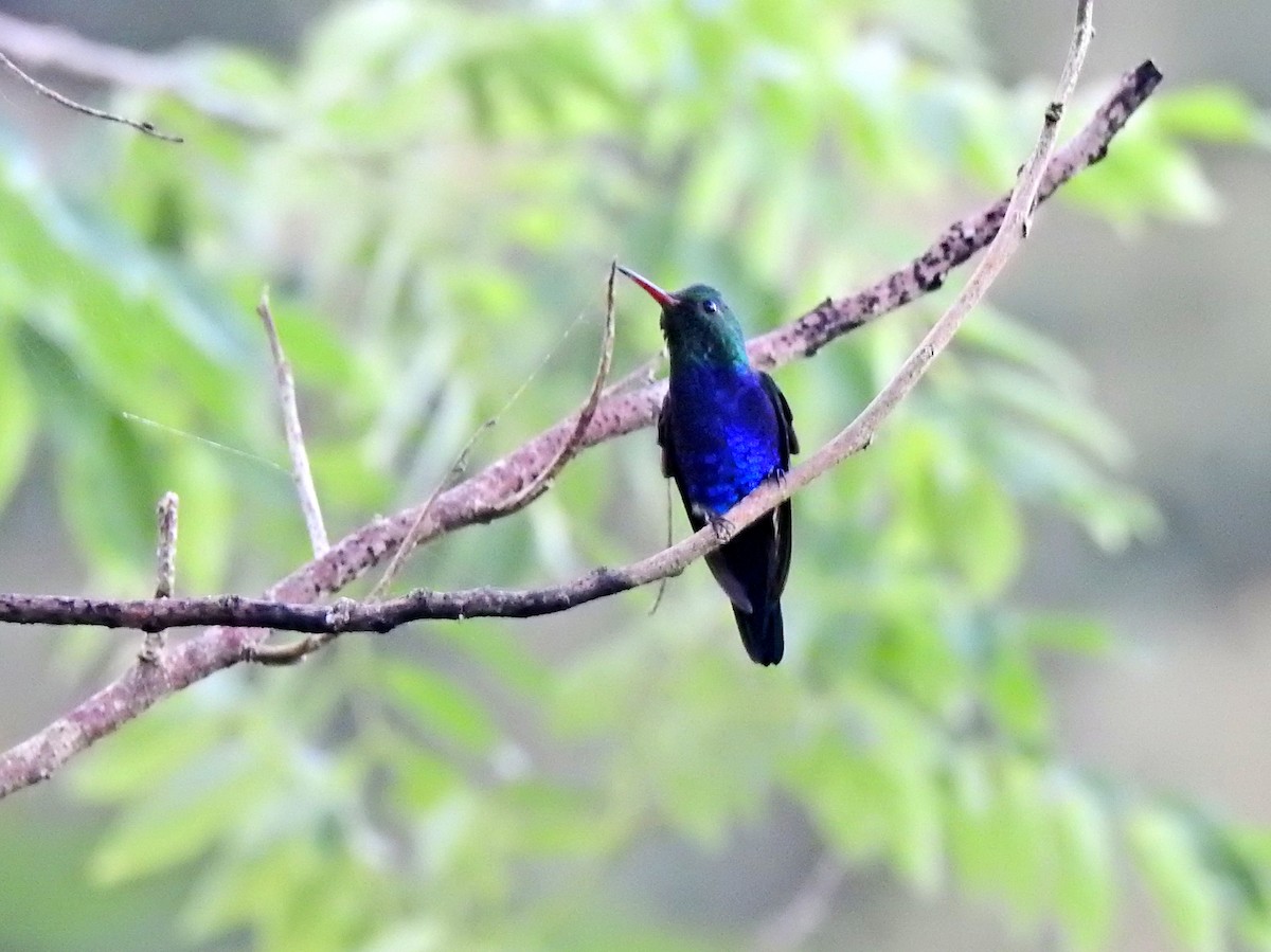 Violet-bellied Hummingbird - Lizette Herrera Royko