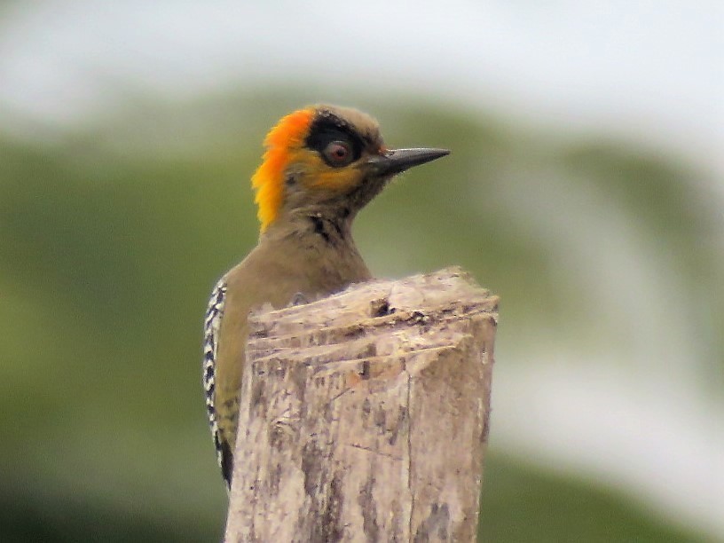 Golden-cheeked Woodpecker - ML133836631