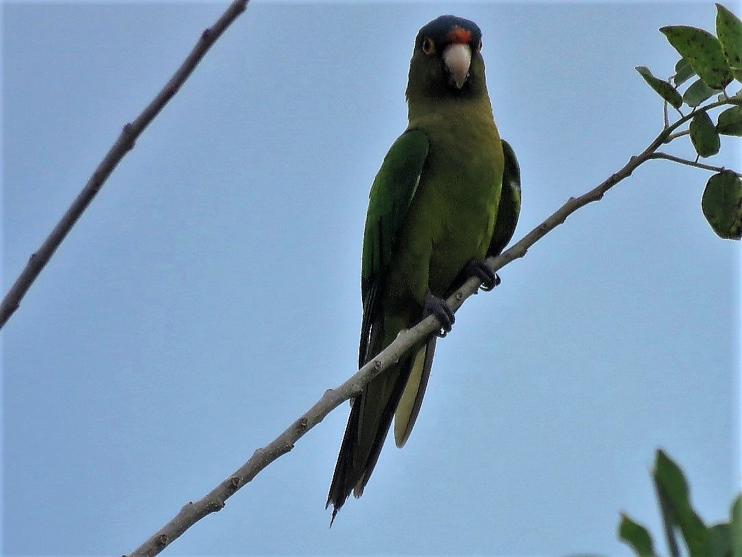 Orange-fronted Parakeet - Gord Dubois