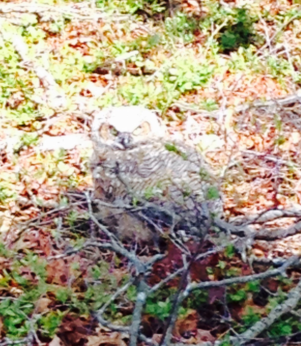 Great Horned Owl - ML133838671