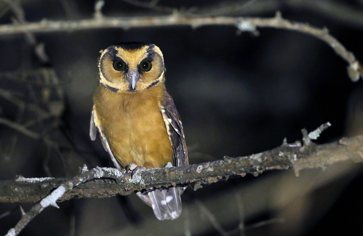 Buff-fronted Owl - ML133845021