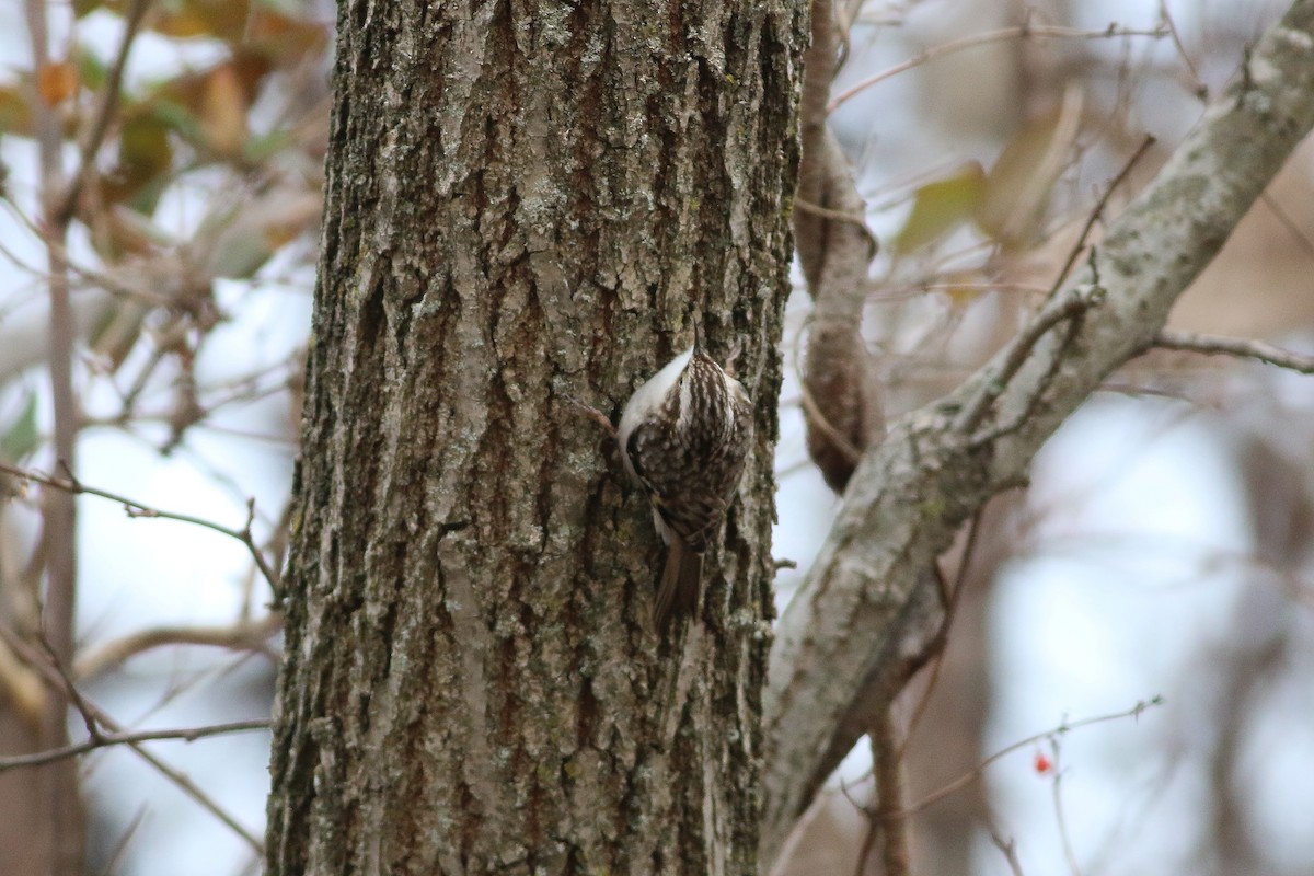Brown Creeper - Andy Wilson