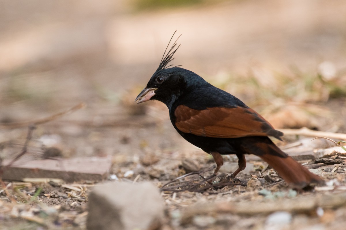 Crested Bunting - ML133847321