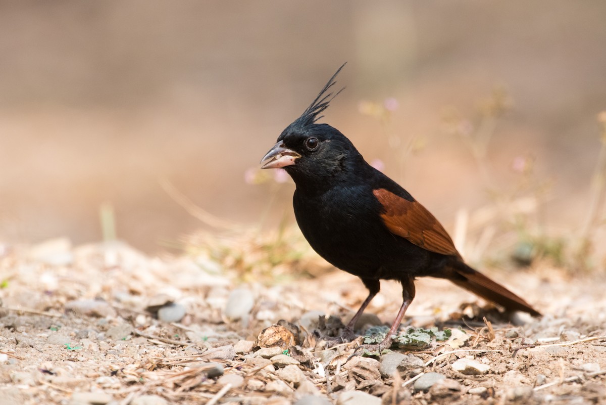 Crested Bunting - ML133847351