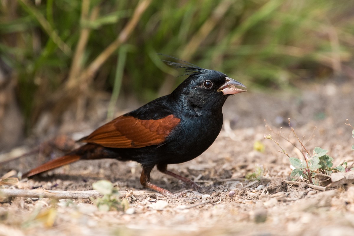 Crested Bunting - ML133847381