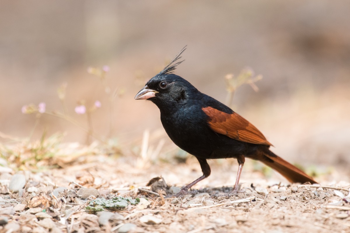 Crested Bunting - ML133847391