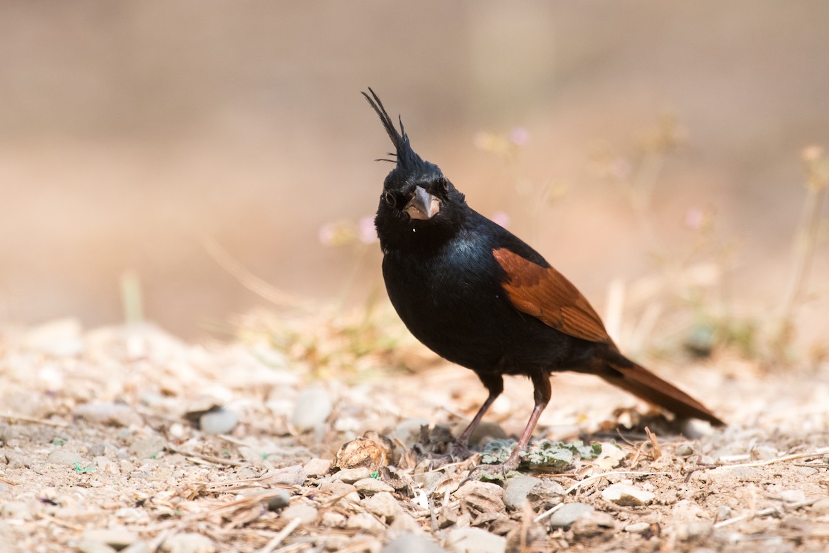 Crested Bunting - ML133847441