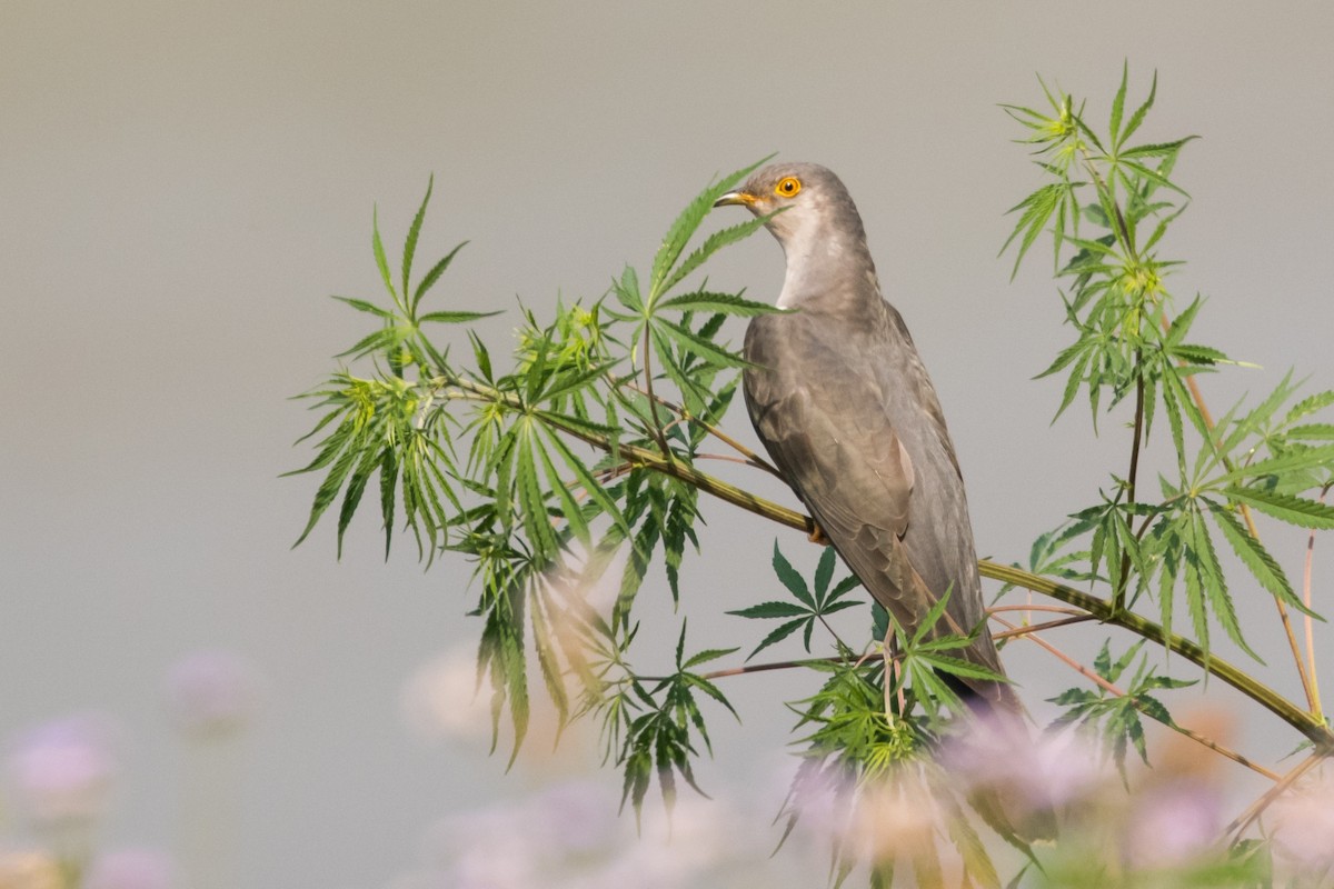 Common Cuckoo - Claudia Brasileiro