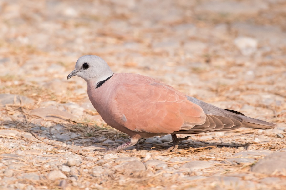 Red Collared-Dove - ML133848111