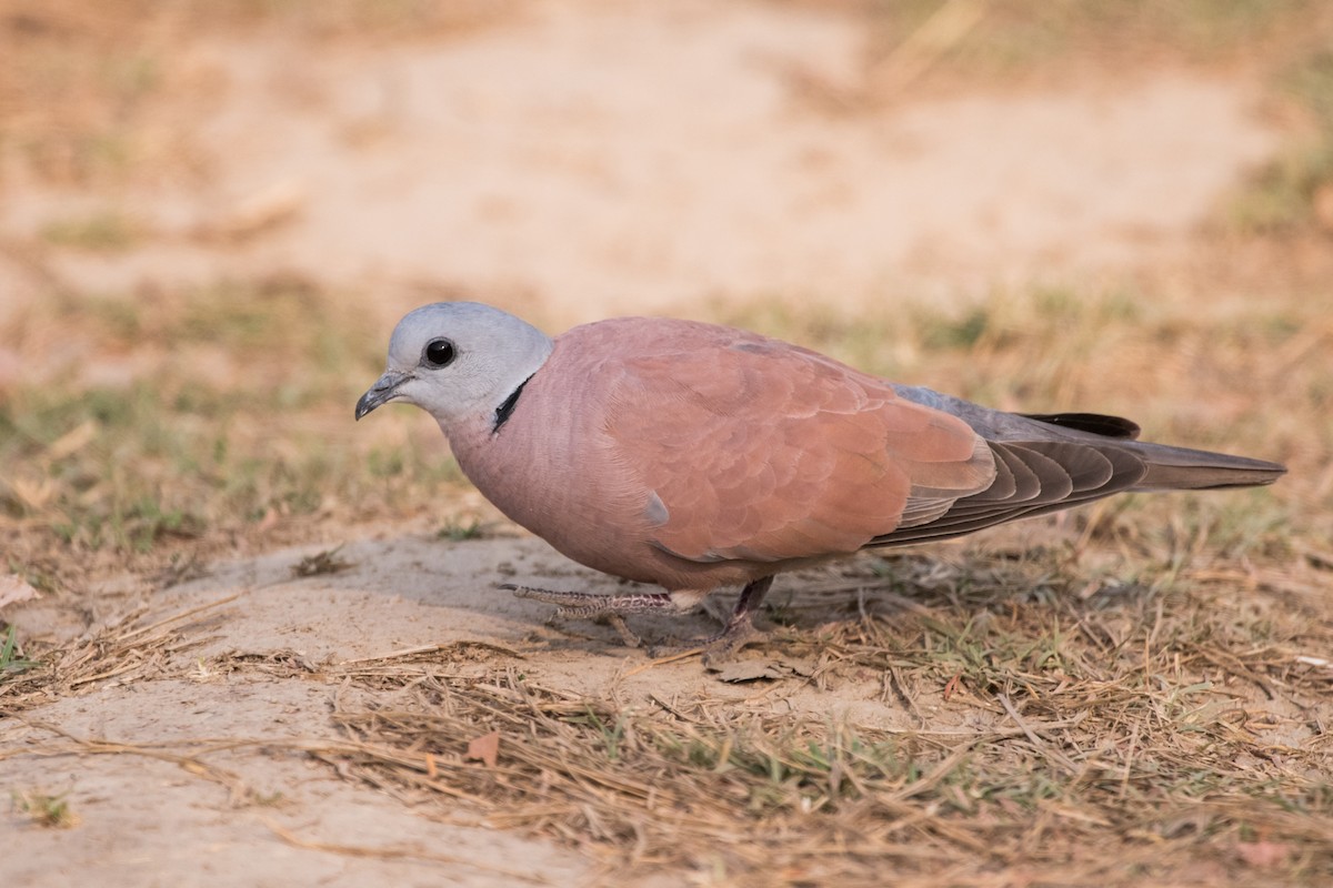 Red Collared-Dove - ML133848121