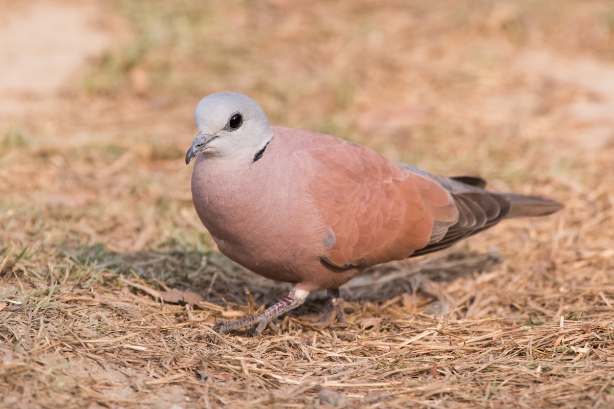 Red Collared-Dove - ML133848161