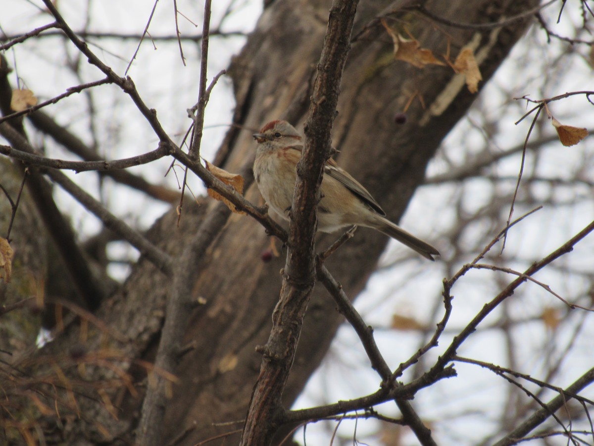 American Tree Sparrow - ML133848471