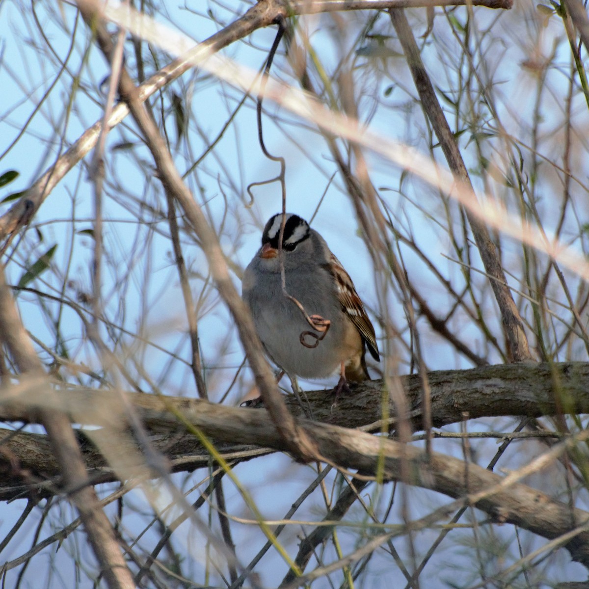 White-crowned Sparrow - Andrew Lydeard
