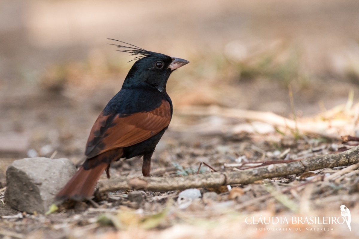 Crested Bunting - ML133849261