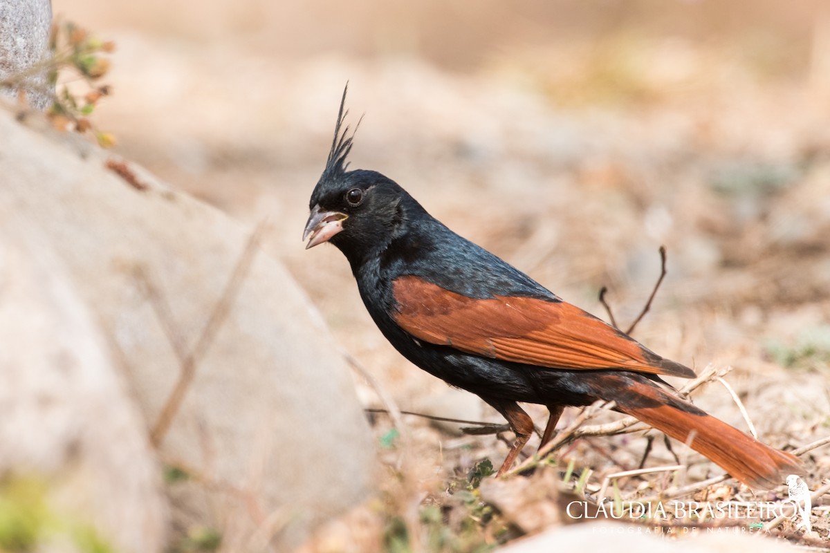 Crested Bunting - ML133849271