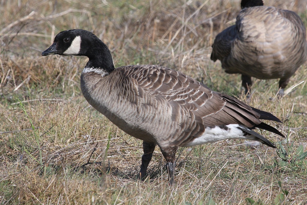 Cackling Goose (Aleutian) - ML133849331