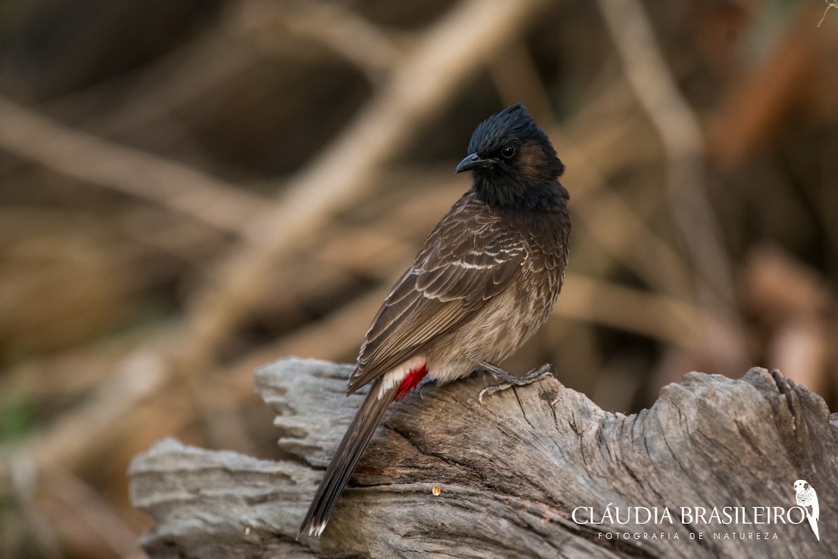 Red-vented Bulbul - ML133849341
