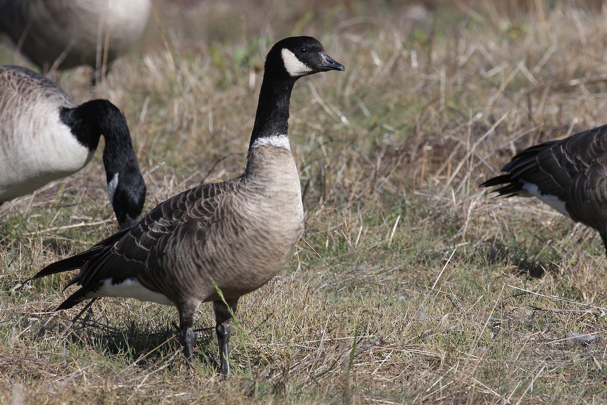 Cackling Goose (Aleutian) - ML133849381