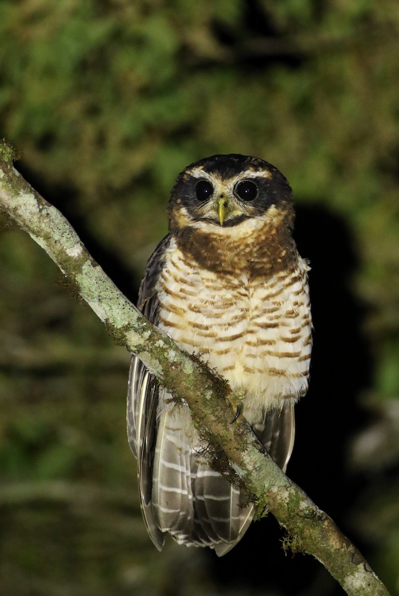 Band-bellied Owl - ML133849941