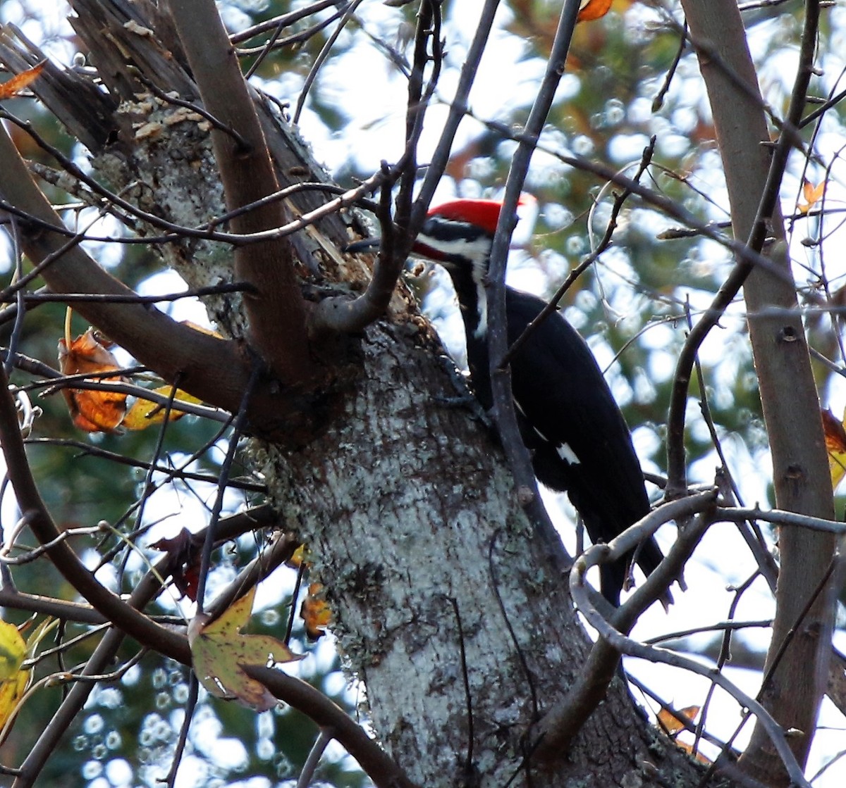Pileated Woodpecker - Tammie Vied Smith