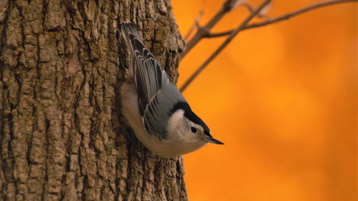 White-breasted Nuthatch - Nathan Monk