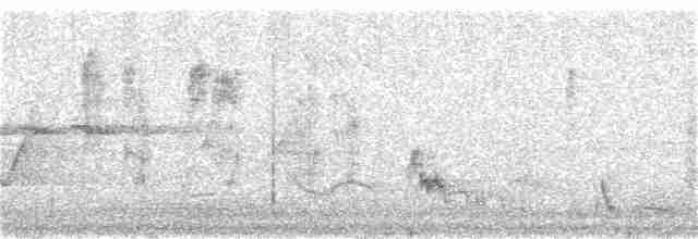 Cuervo de Tasmania - ML133857461