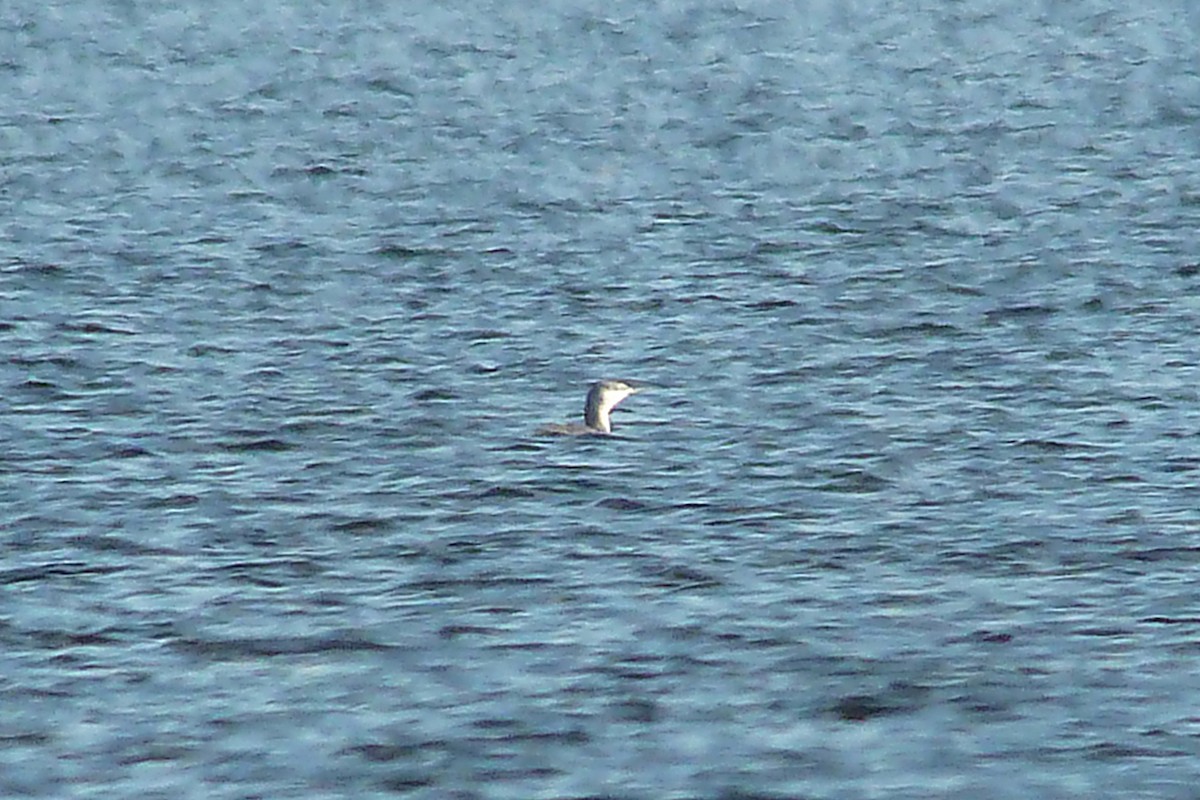 Red-throated Loon - Don Henise