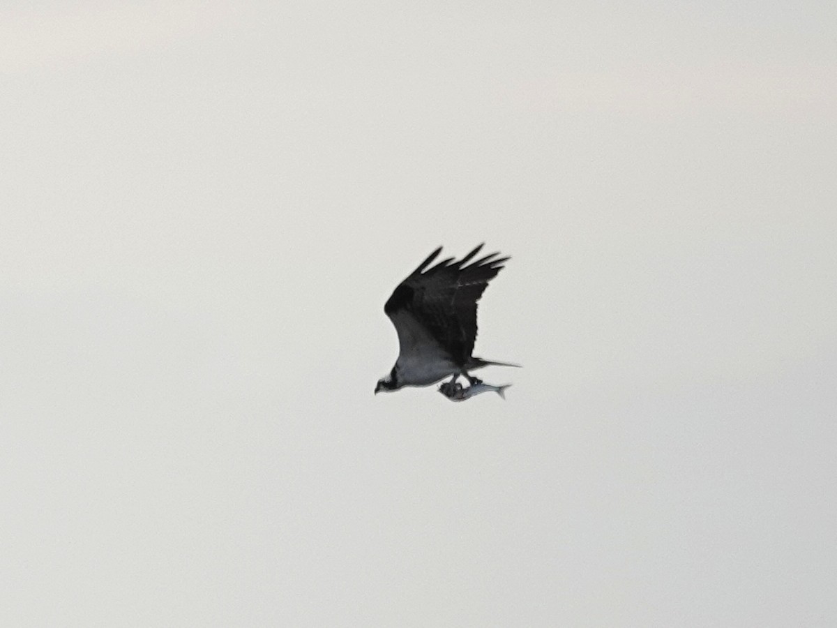 Osprey - Norman Uyeda