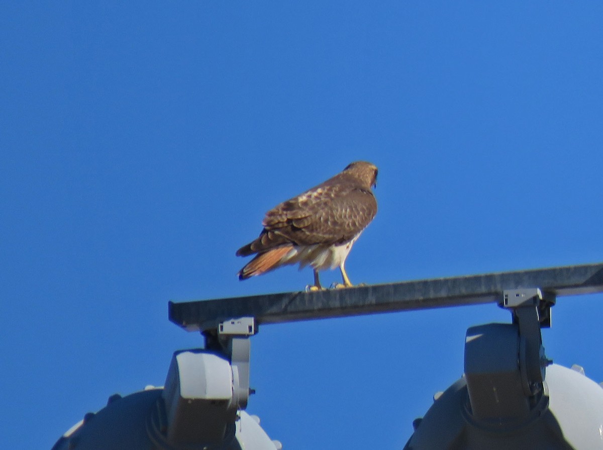 Red-tailed Hawk - ML133864191