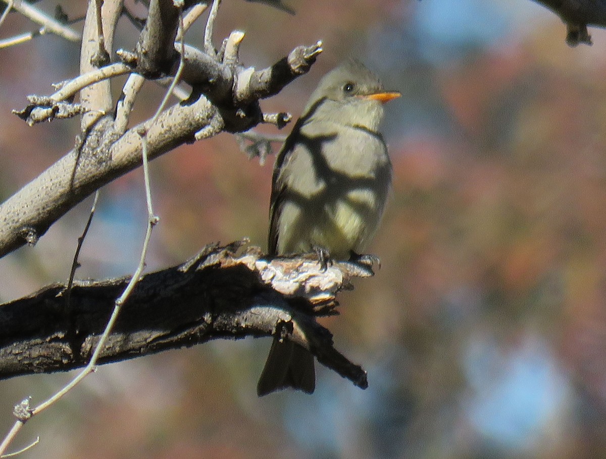 Greater Pewee - ML133865401