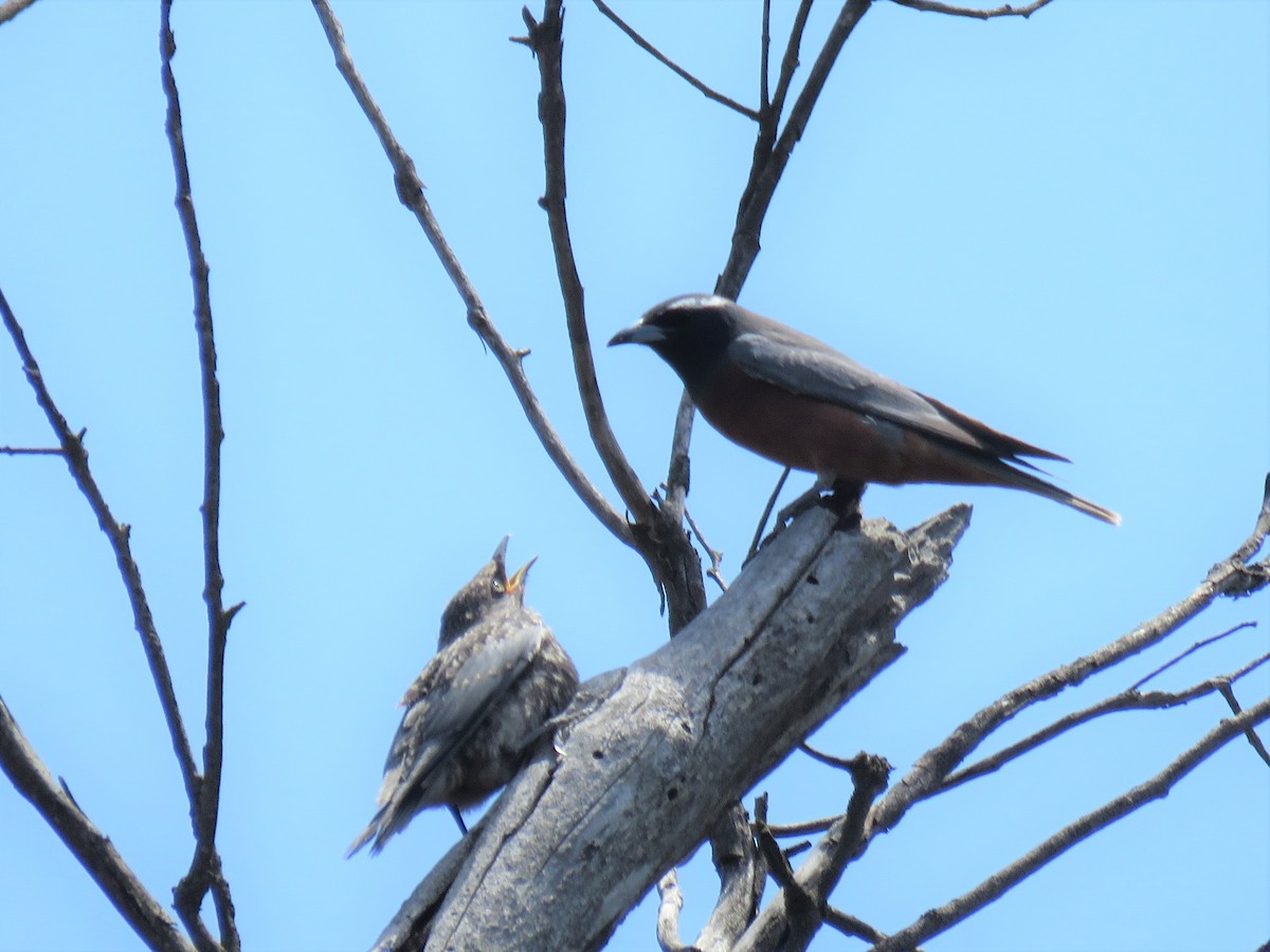 White-browed Woodswallow - ML133868011