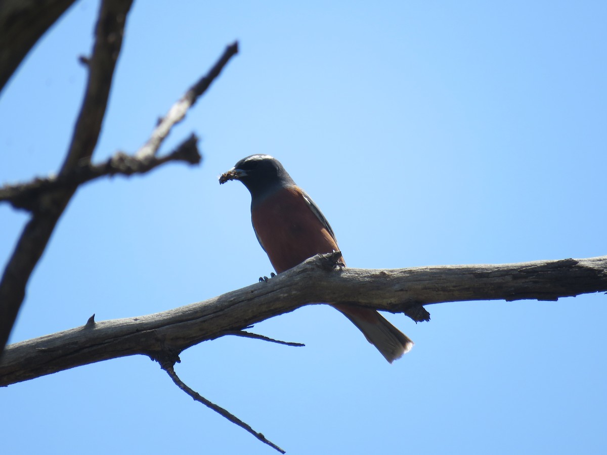White-browed Woodswallow - ML133868201