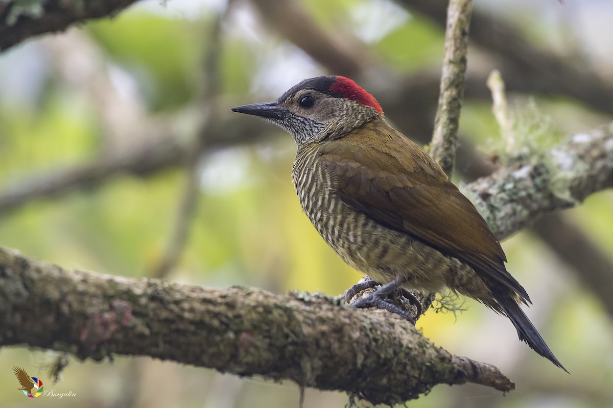 Golden-olive Woodpecker - fernando Burgalin Sequeria