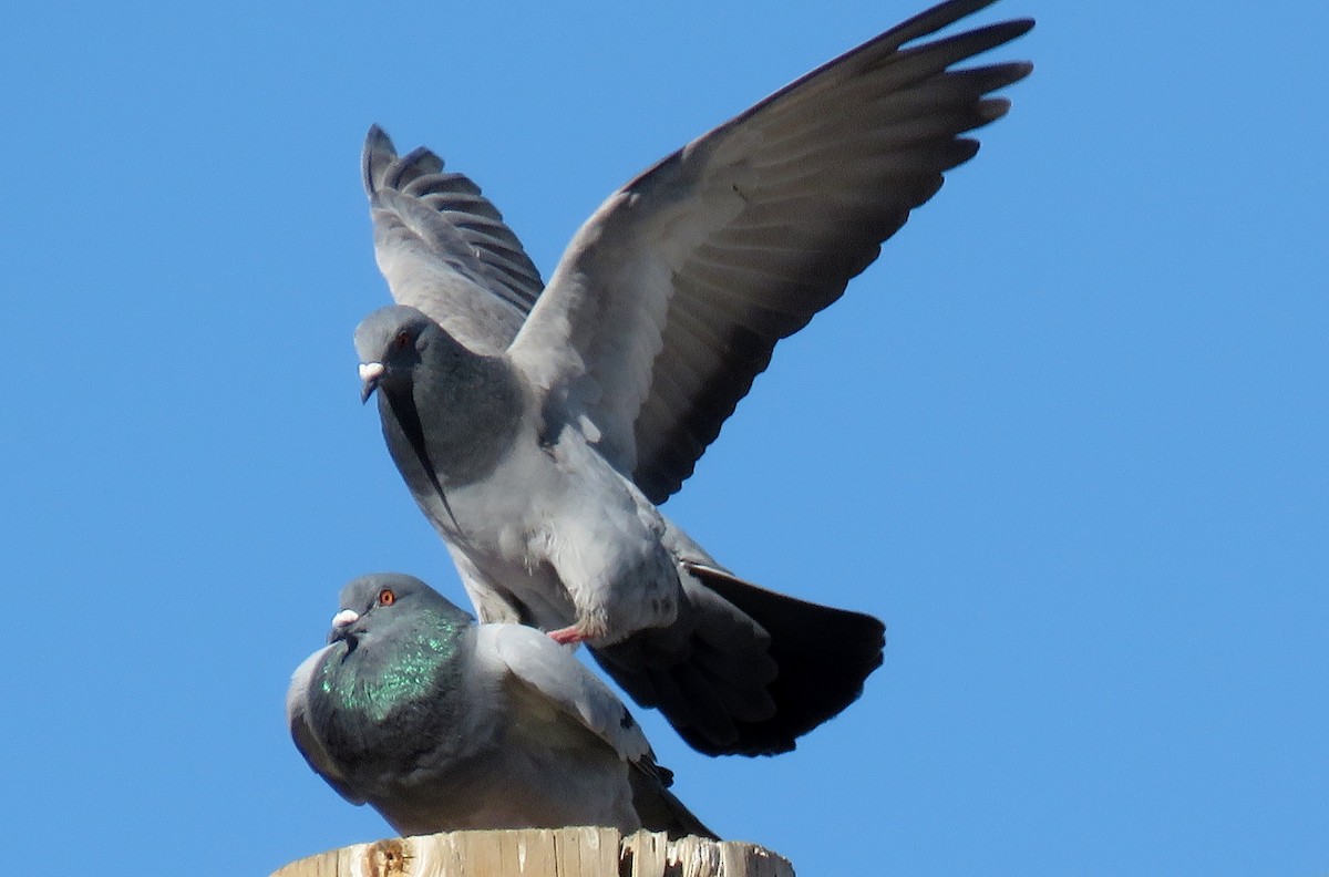 Rock Pigeon (Feral Pigeon) - ML133871881