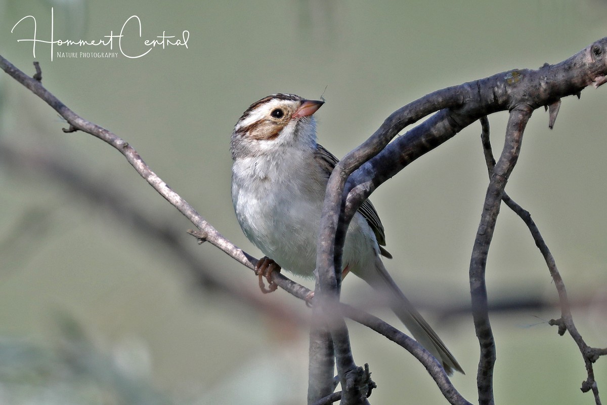 Clay-colored Sparrow - Doug Hommert