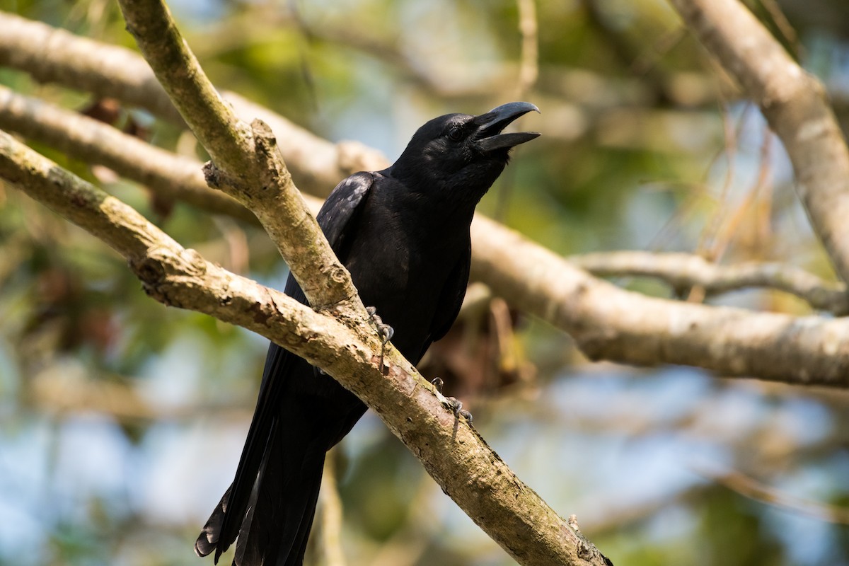 Large-billed Crow (Indian Jungle) - ML133873891