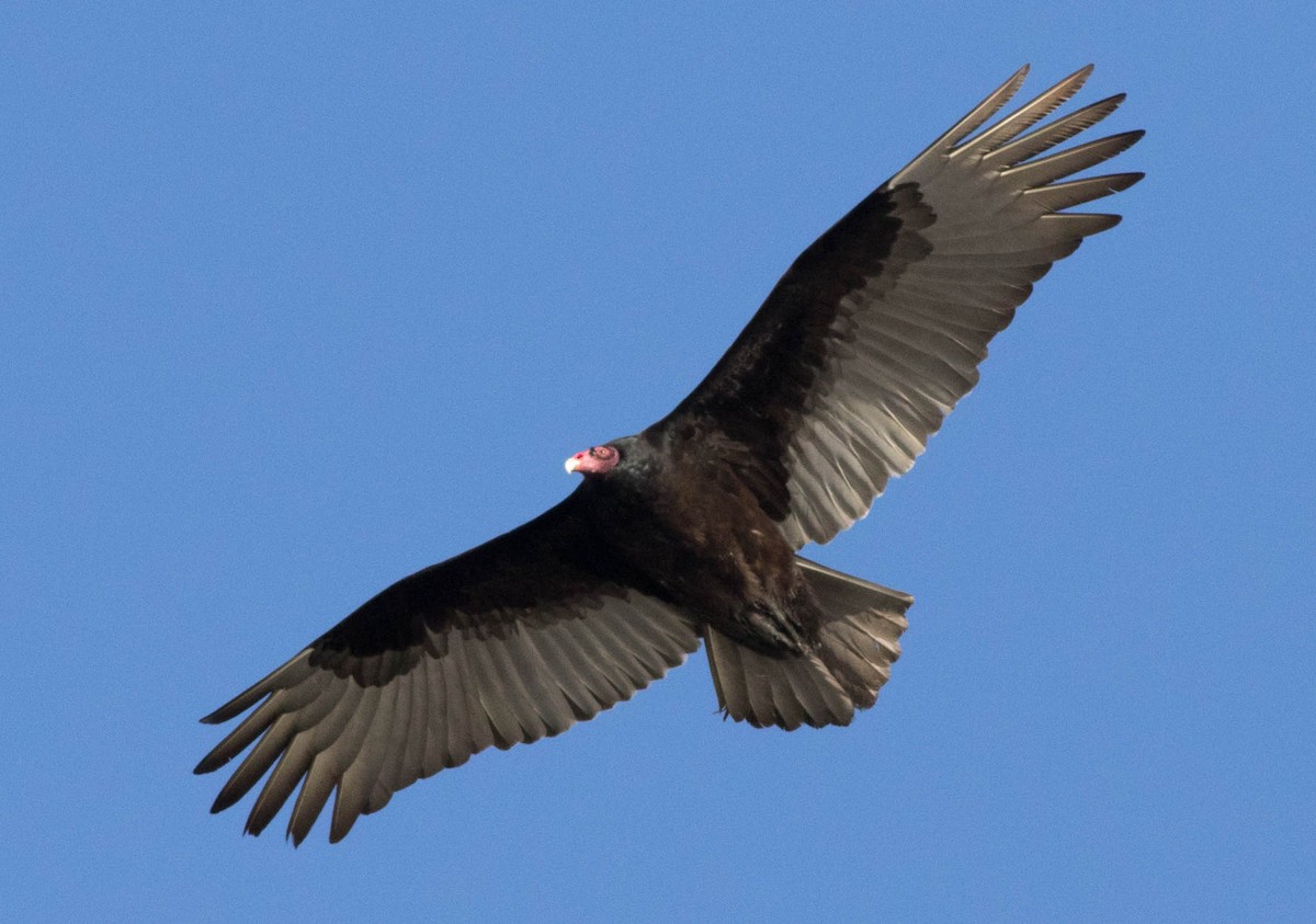 Turkey Vulture - Joachim Bertrands