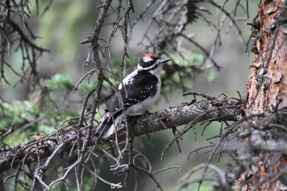 Hairy Woodpecker (Rocky Mts.) - Laura Keene