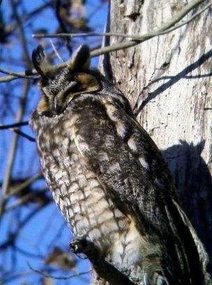 Long-eared Owl - James Fleullan