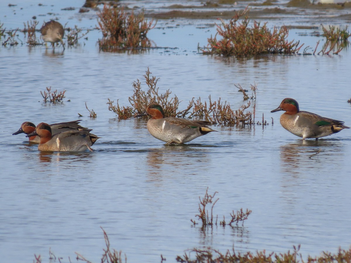 Green-winged Teal - Barry Langdon-Lassagne
