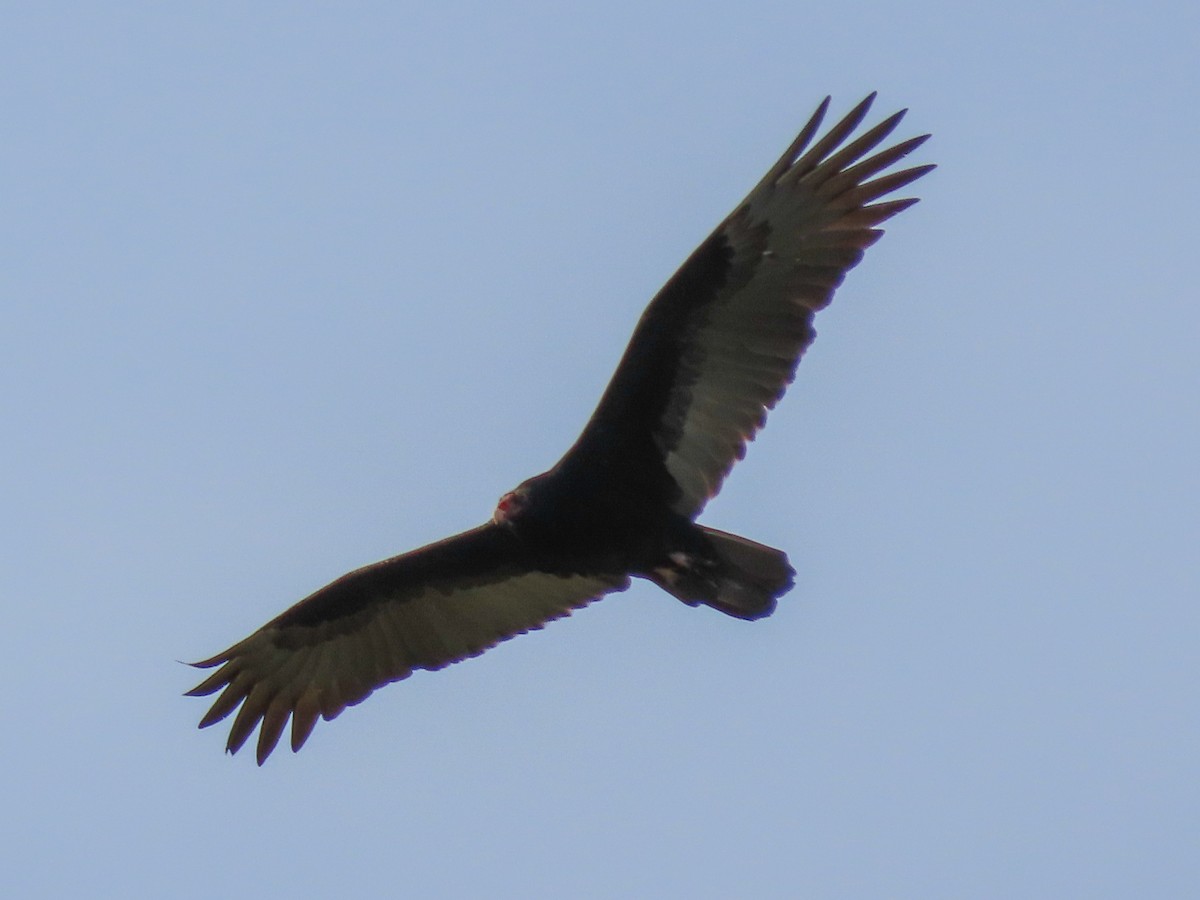 Turkey Vulture - ML133890141