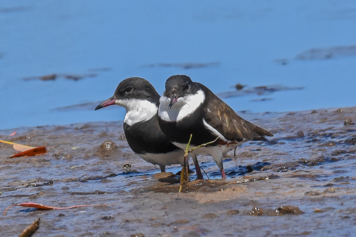 Red-kneed Dotterel - ML133890561