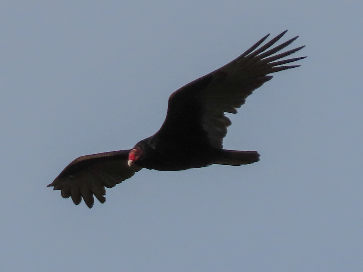 Turkey Vulture - ML133891221
