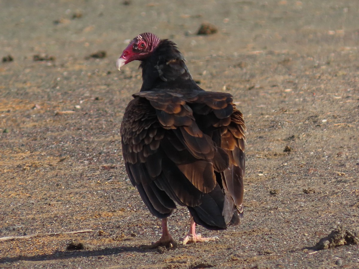 Turkey Vulture - ML133892961