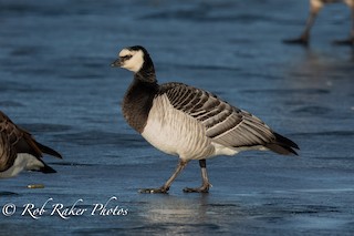 Barnacle Goose, ML133893001