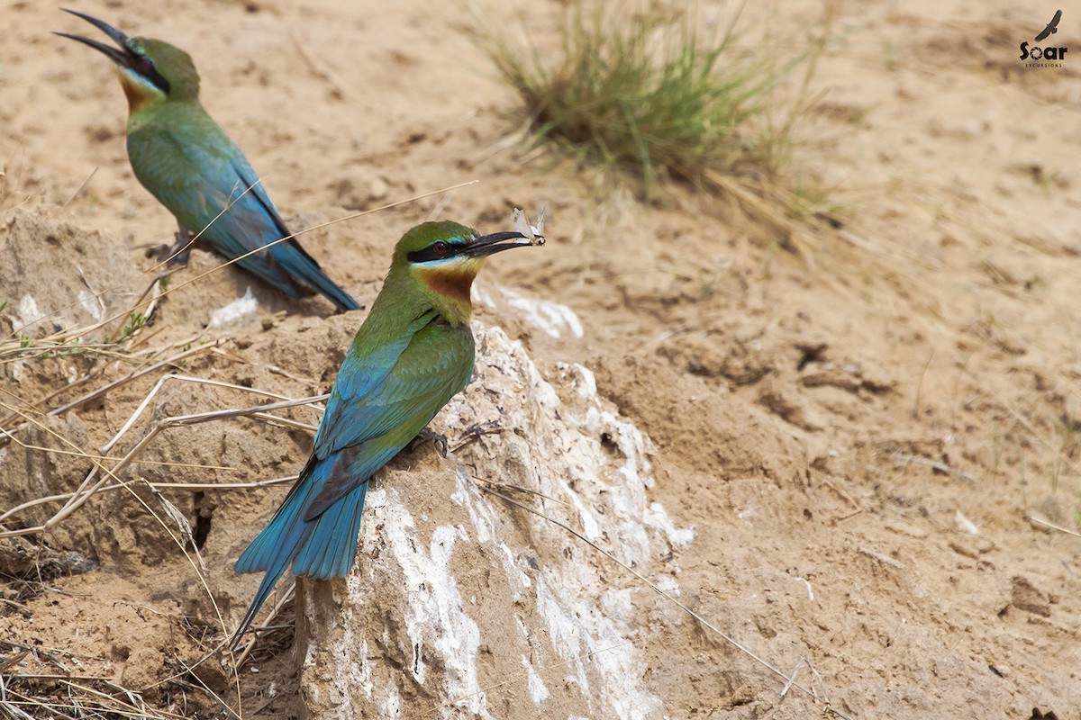 Blue-tailed Bee-eater - Soar Excursions