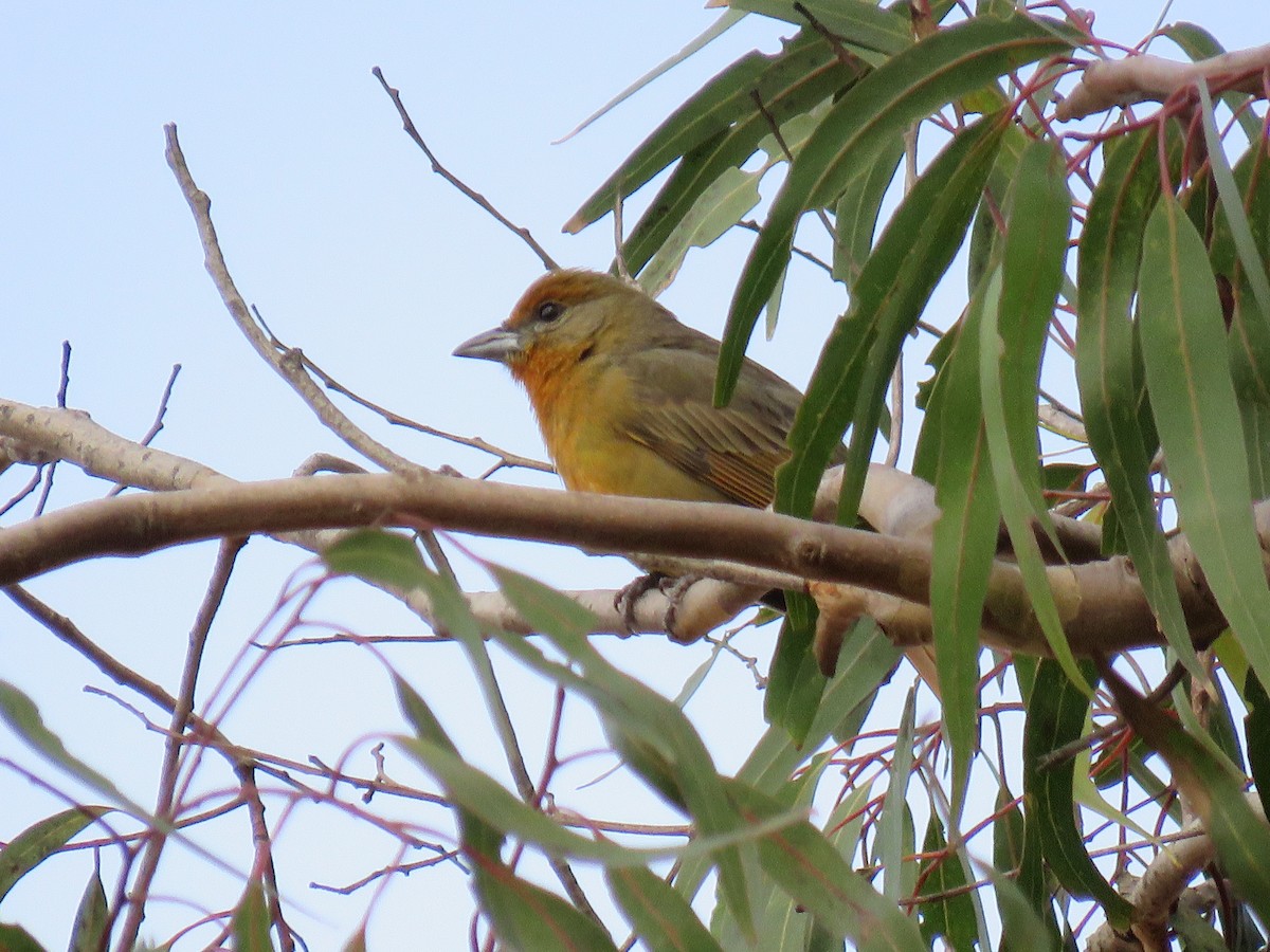 Hepatic Tanager - ML133899201