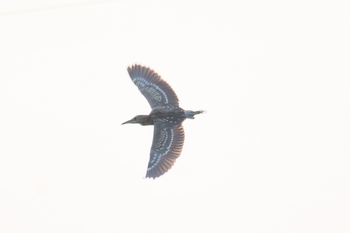 Black-crowned Night Heron - Afthab Faisal k
